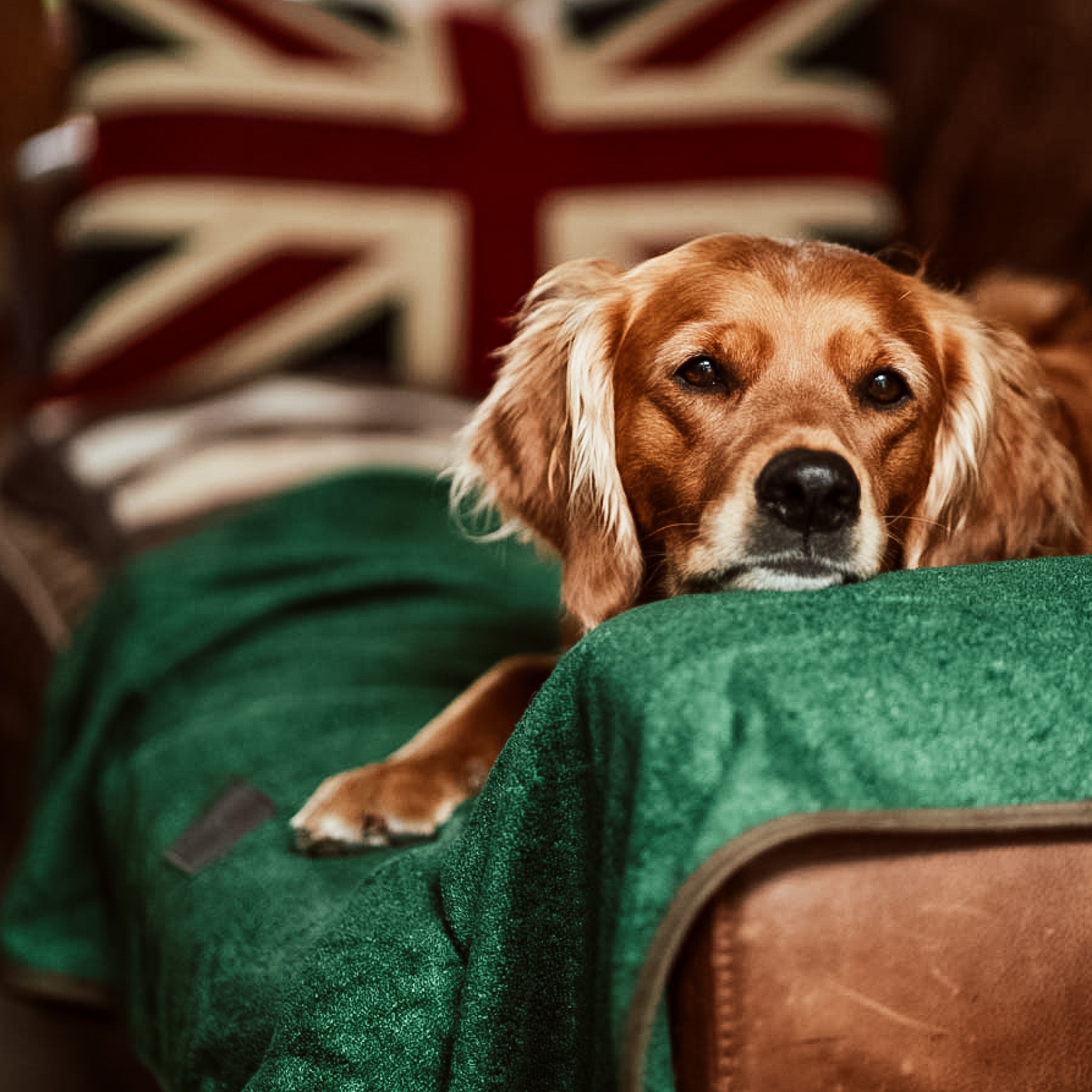 Dog relaxing on a leather sofa at home, with added comfort from a NASH bamboo dog throw in forest green.