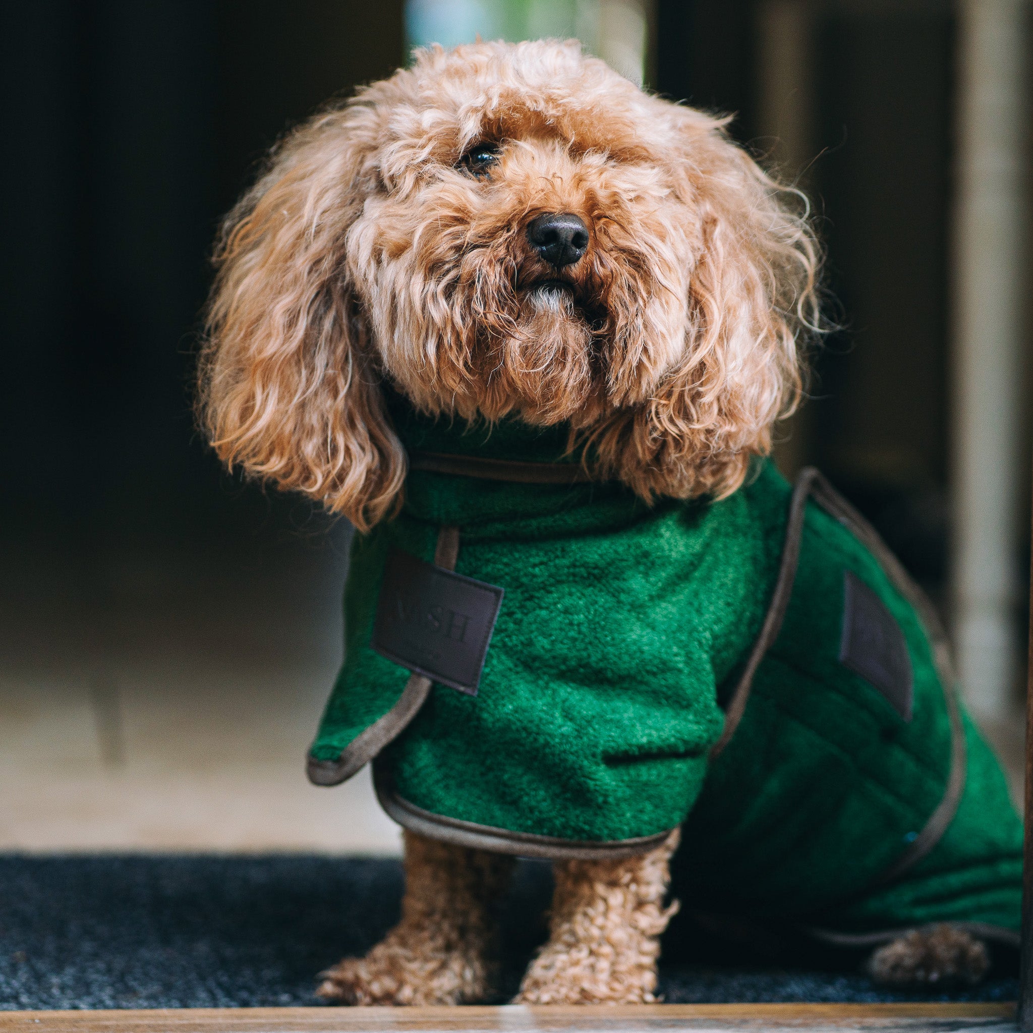 Toy poodle modeling the NASH bamboo dog drying coat in forest green. 