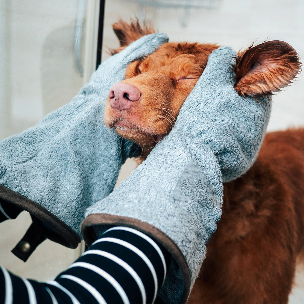 A dog wet after having a shower, being dried with a pair of NASH bamboo dog drying mitts. 