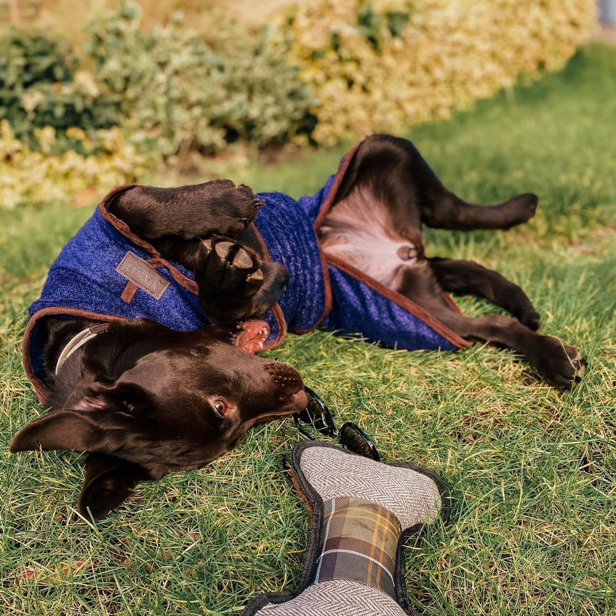 Dog playing outdoors with toys, wearing the navy blue bamboo dog coat by NASH. 