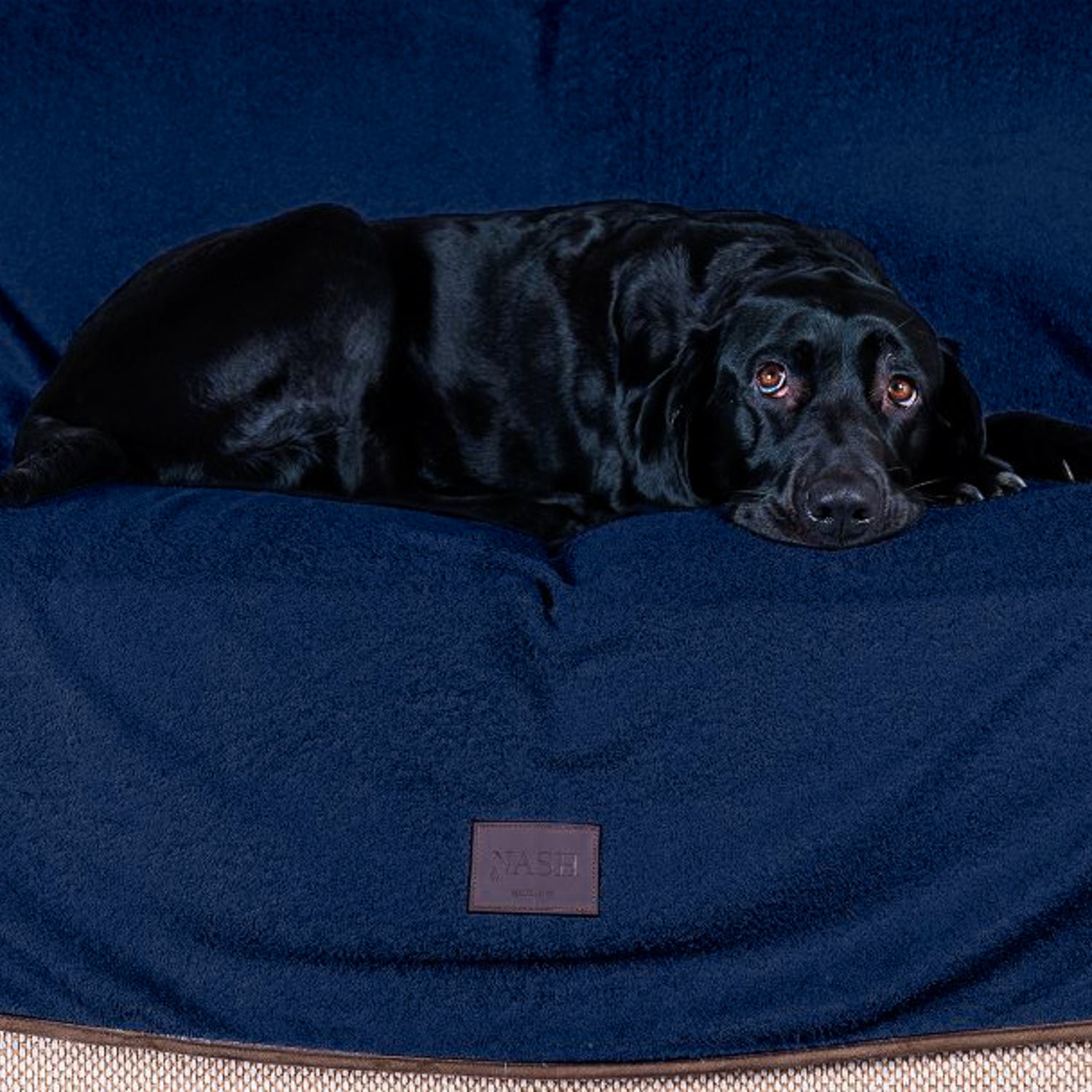 Black Labrador resting on a sofa that has been covered with a navy blue NASH bamboo dog throw.