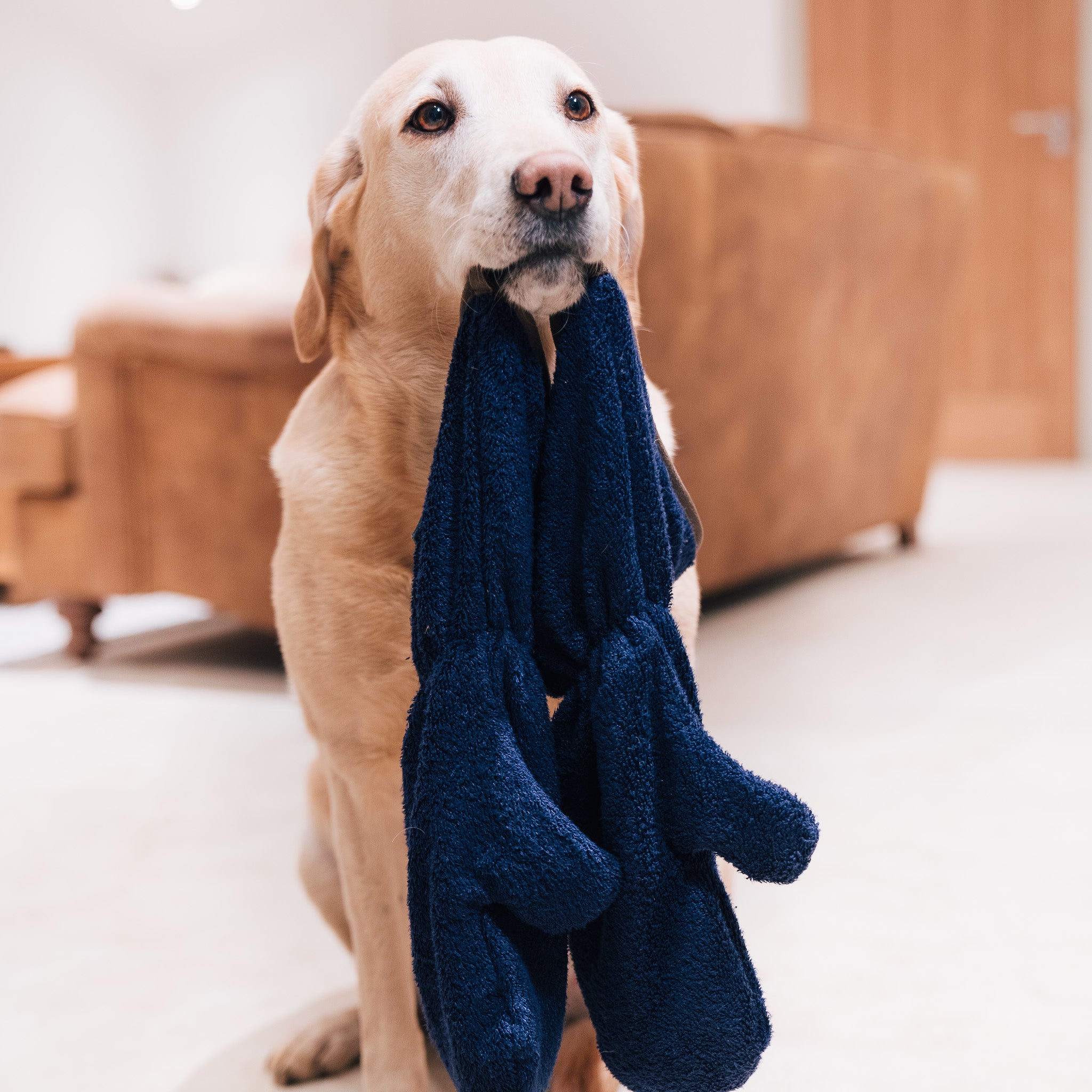 Labrador carefully holding a pair of navy blue NASH bamboo dog drying mitts in its mouth.