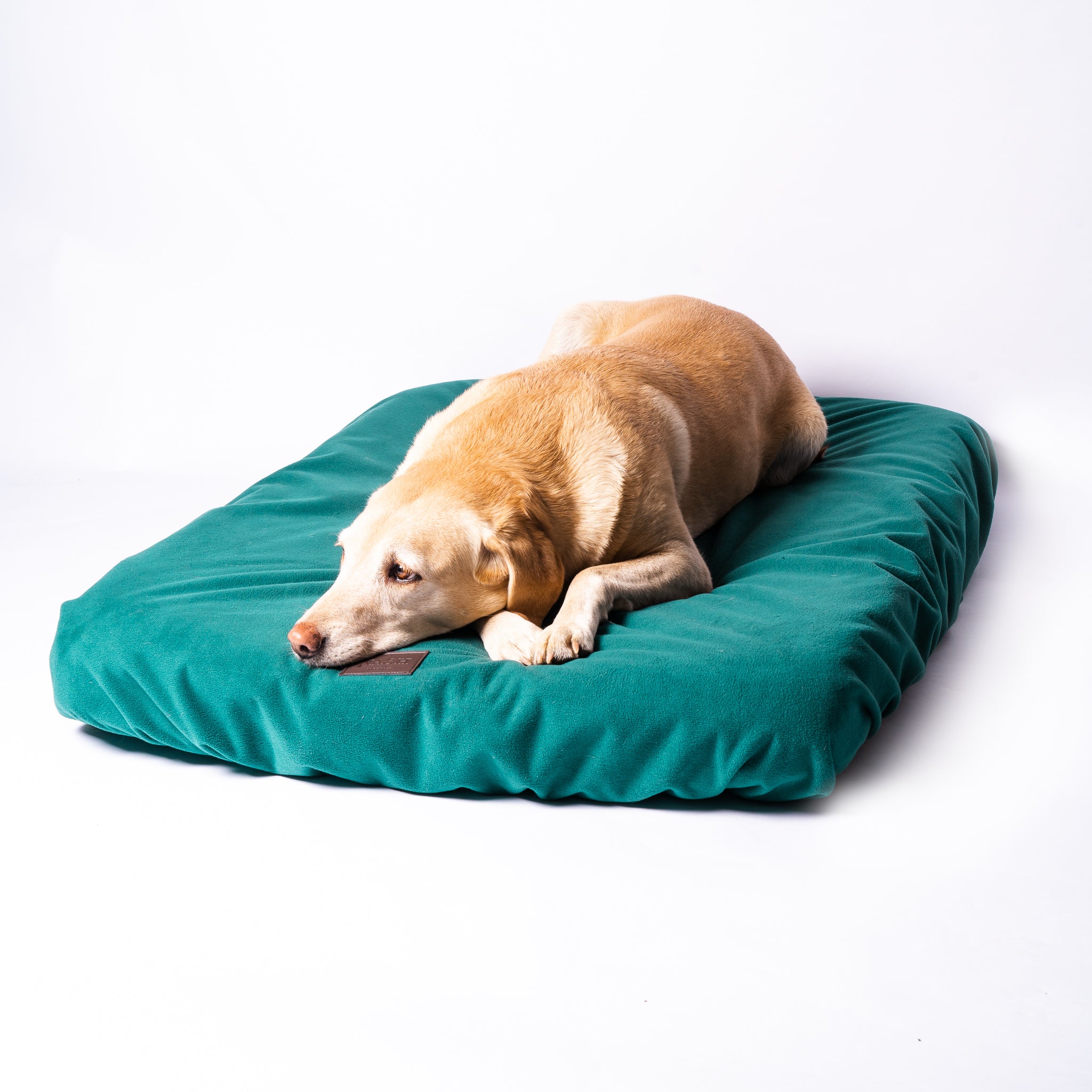 Golden Labrador resting on a dog bed. The dog bed is lined with the NASH waterproof microfleece dog bed cover. 