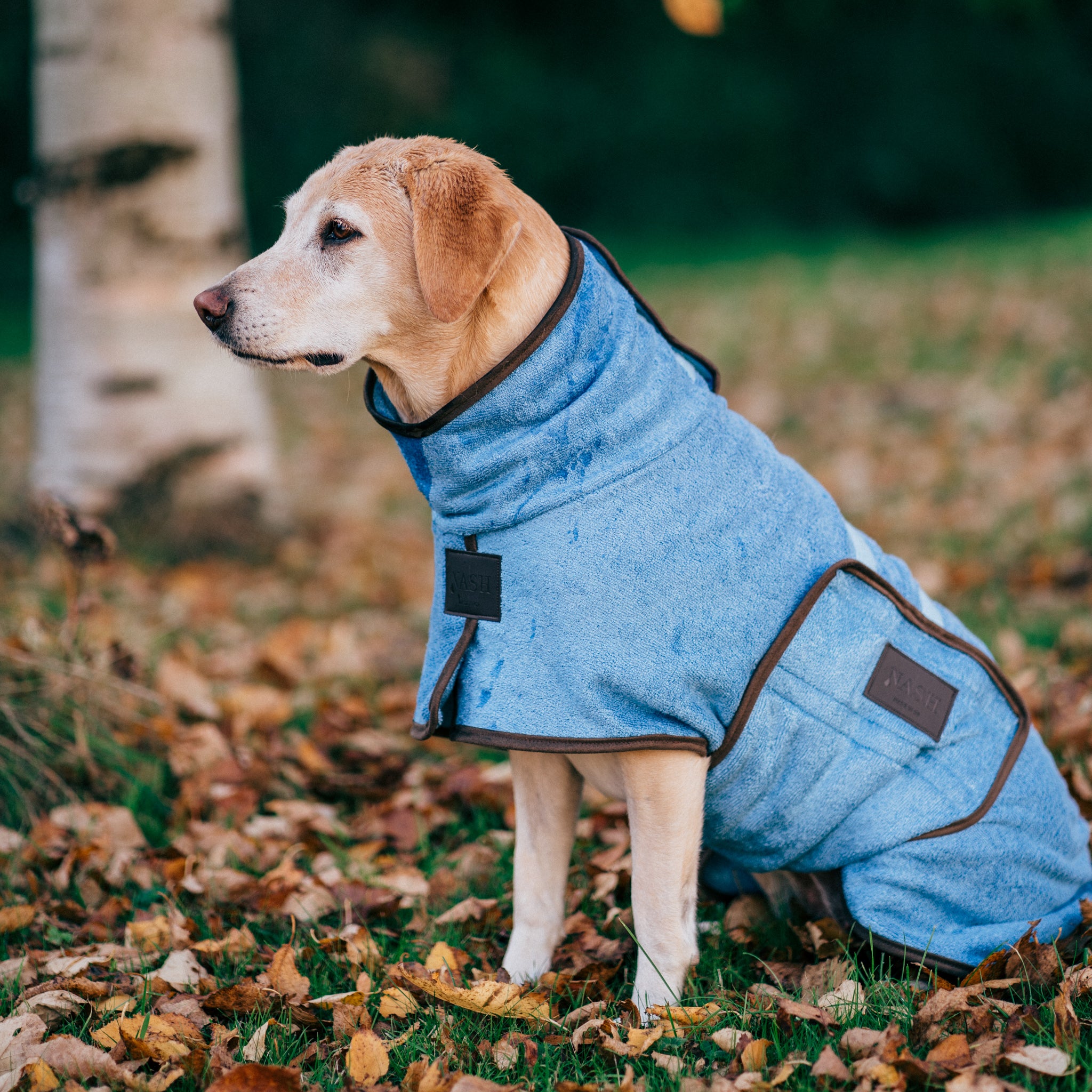 A labrador staying warm outdoors in the Cambridge blue bamboo dog drying coat by NASH.