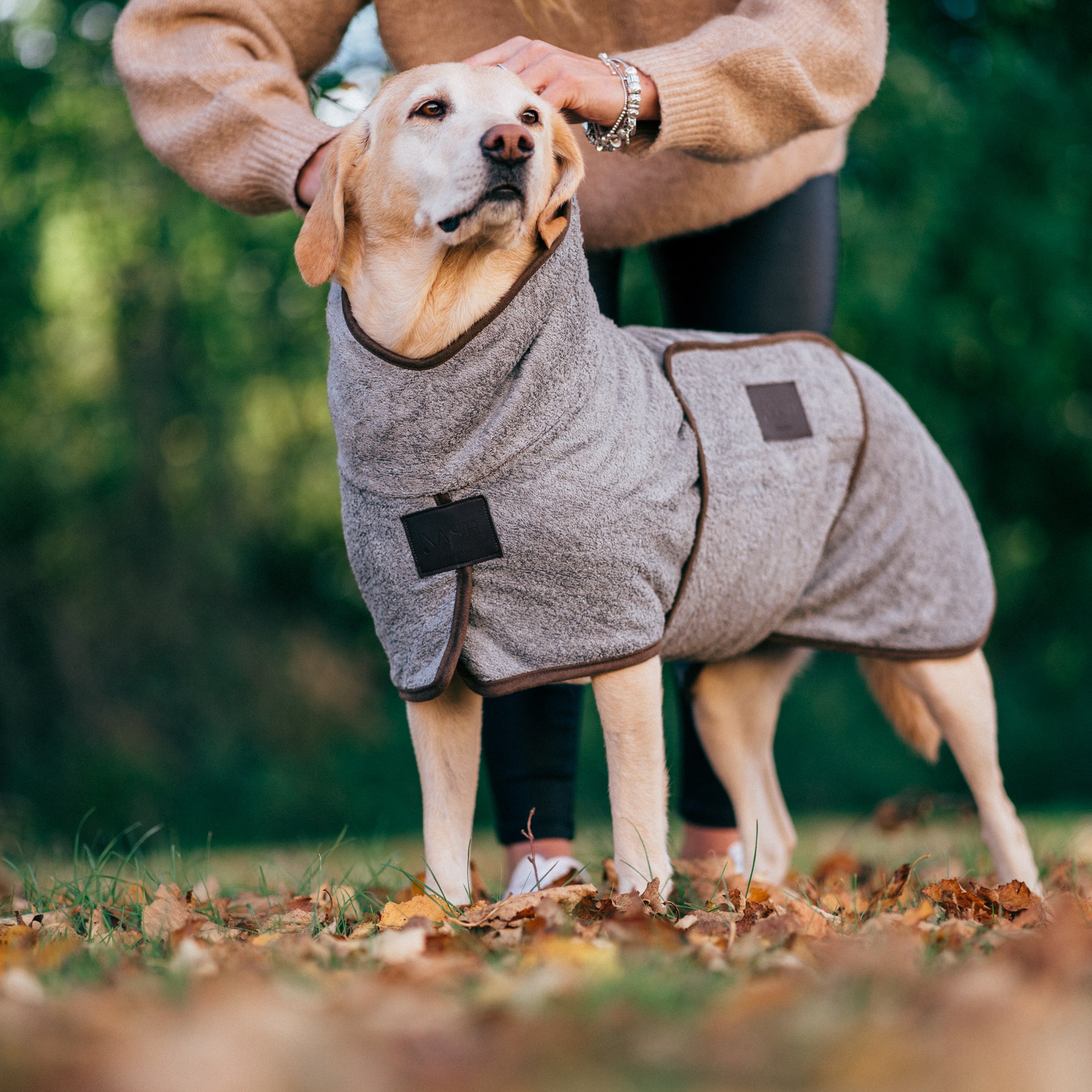 A Golden Labrador outdoors on a walk, staying dry & warm in the NASH bamboo dog coat in grey, size large. 