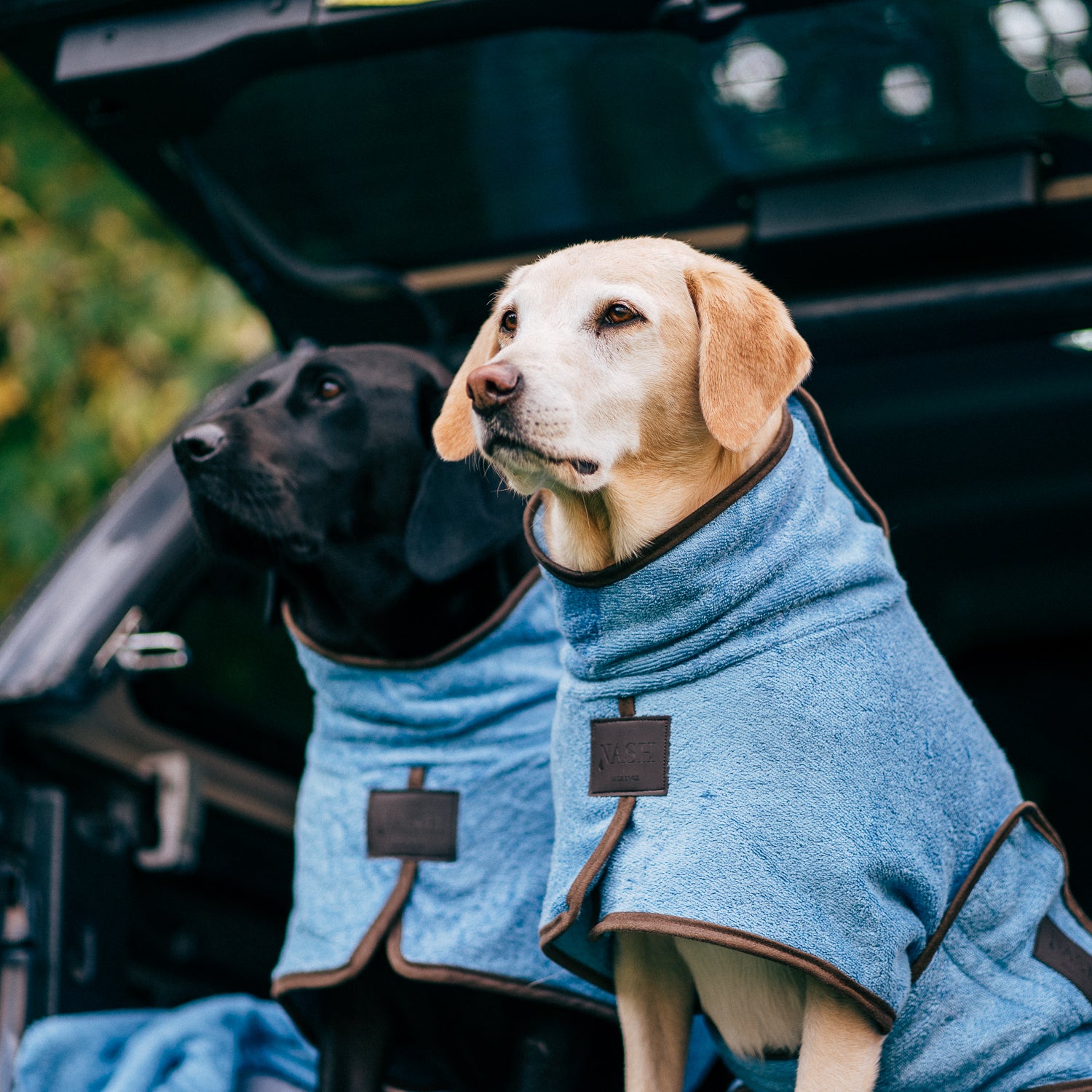 Two Labradors in the back of a car, wearing matching Cambridge blue NASH bamboo dog drying coats. 