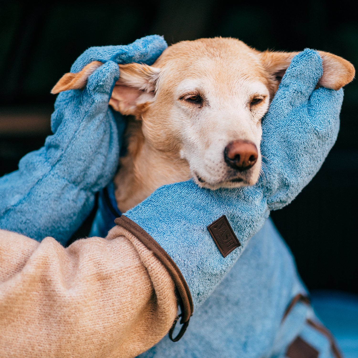 Golden Labrador having its ears dried using the Cambridge blue dog drying mitts by NASH Dog Co. 