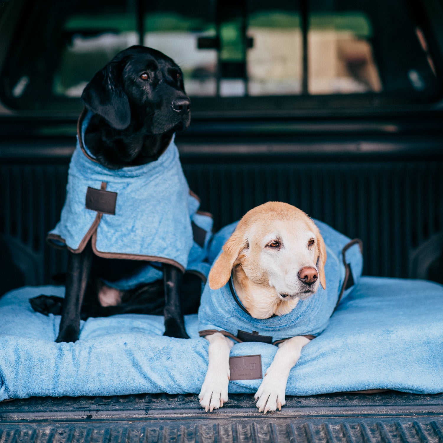 Two labradors sat on a blue dog bed in the boot of a car, wearing matching bamboo dog drying coats, also in blue.