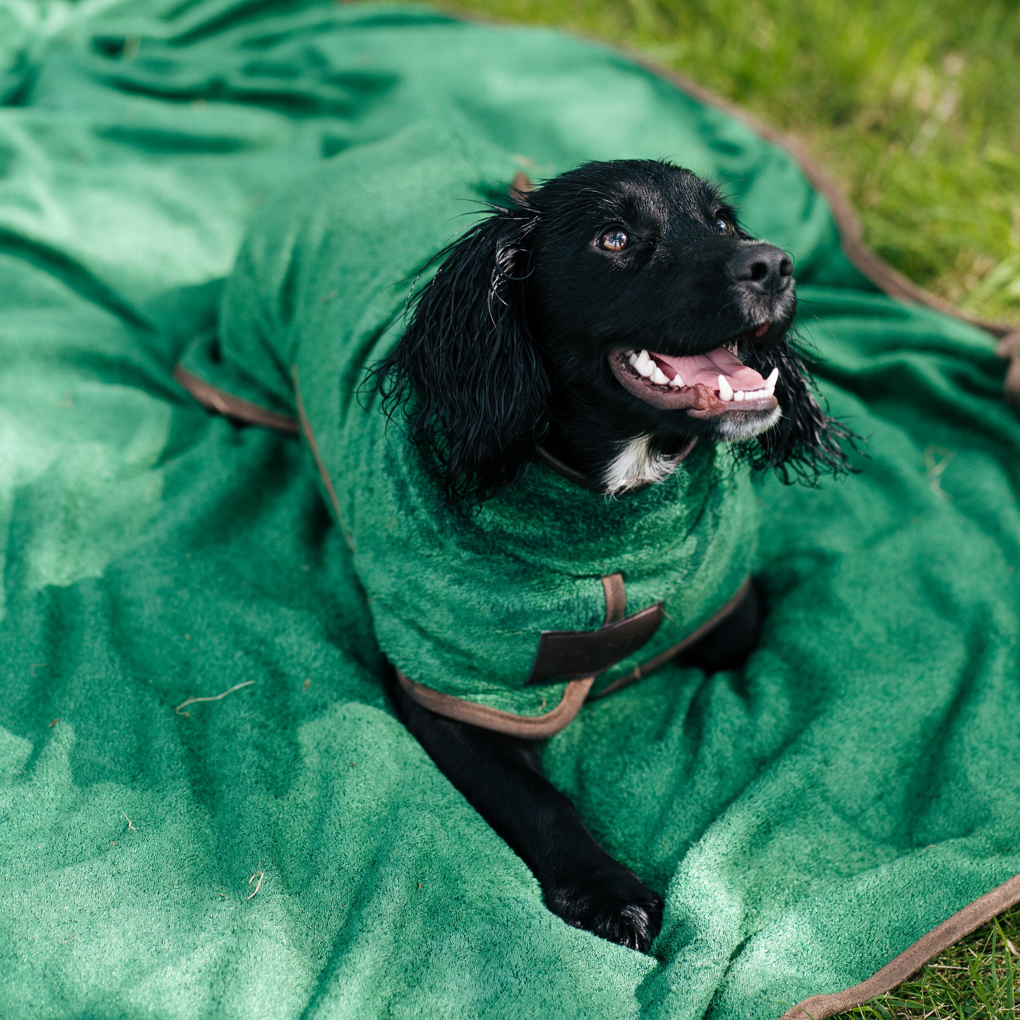 Wet Cocker Spaniel drying off outdoors with a forest green NASH bamboo dog drying coat and matching bamboo dog throw.