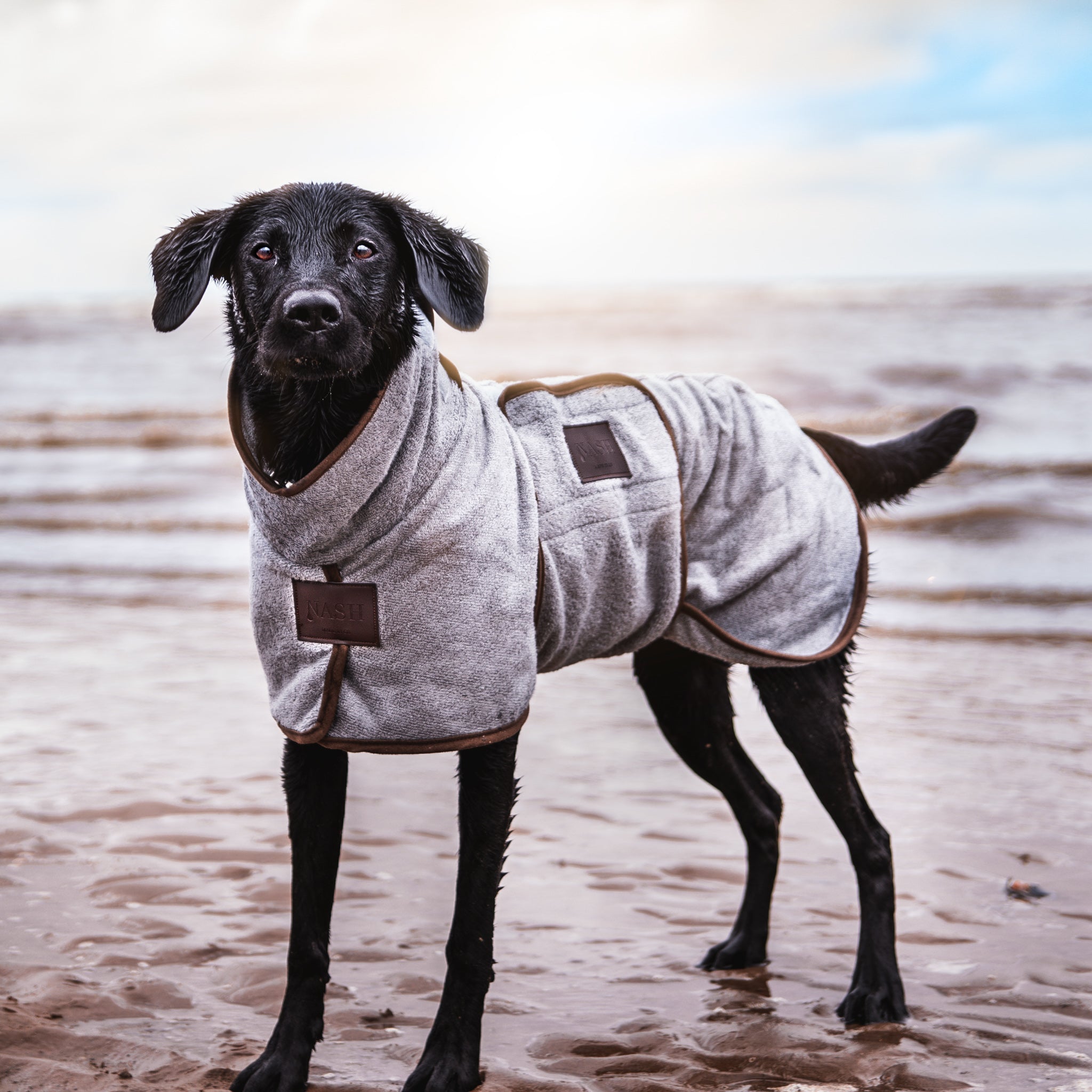 Black Borador on a wet, sandy beach, staying dry in a grey bamboo dog drying coat by NASH Dog Co. 