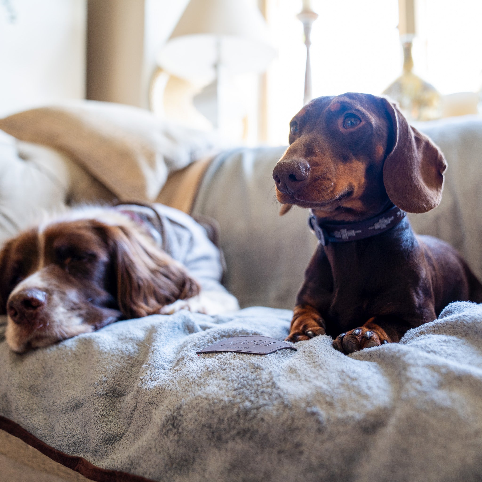 Two dogs resting together on a sofa which has been covered with a stylish NASH bamboo dog throw in grey.
