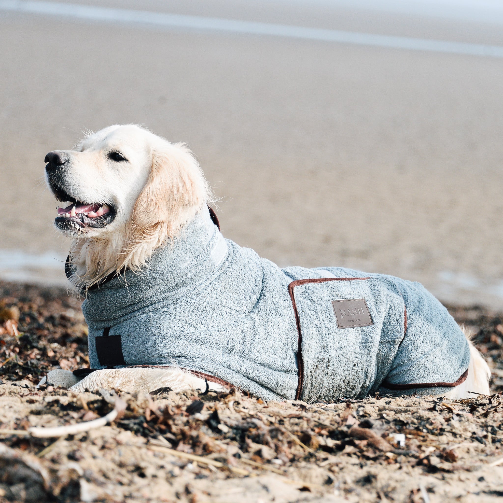 Golden Retriever on a beach walk, staying dry and warm in an XL grey bamboo dog coat, made by NASH Dog Co.