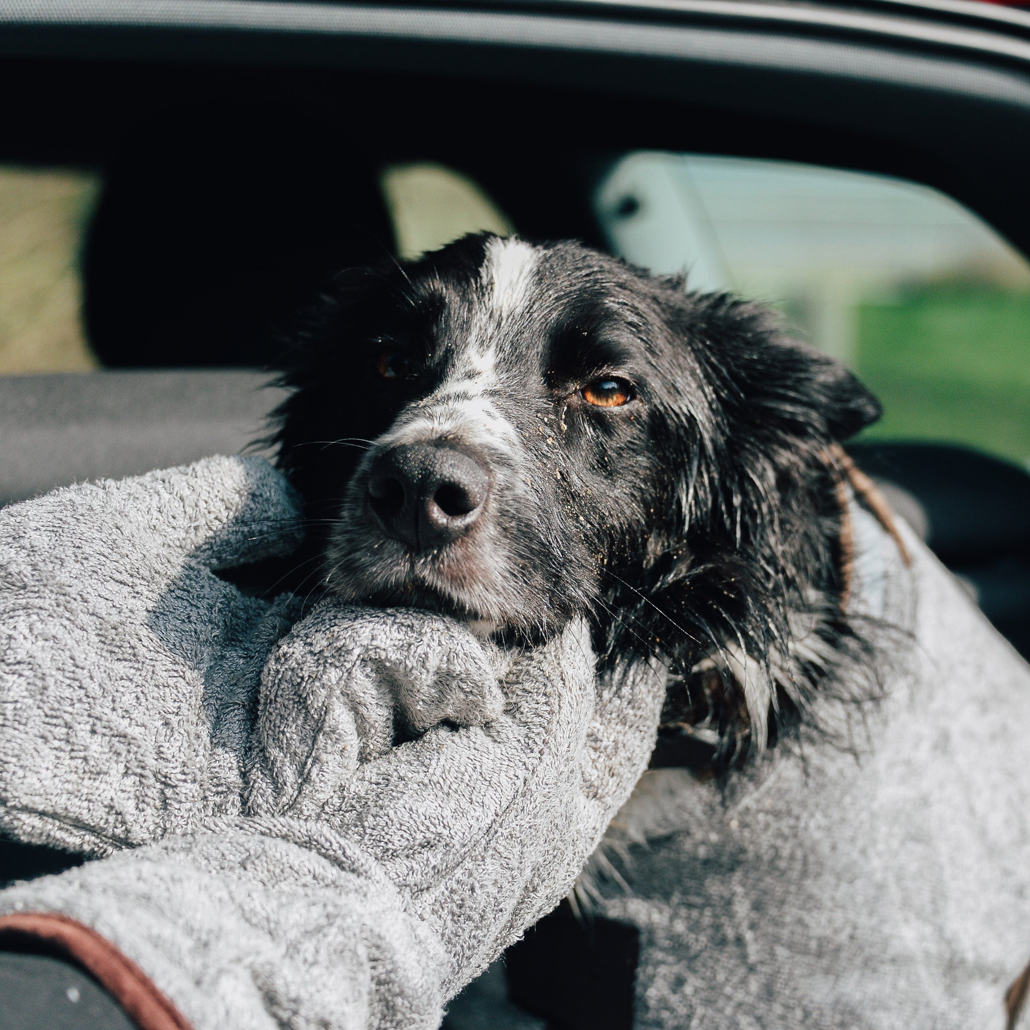 Border Collie after a beach walk in the boot of a car, being dried off with NASH bamboo dog drying mitts in grey.