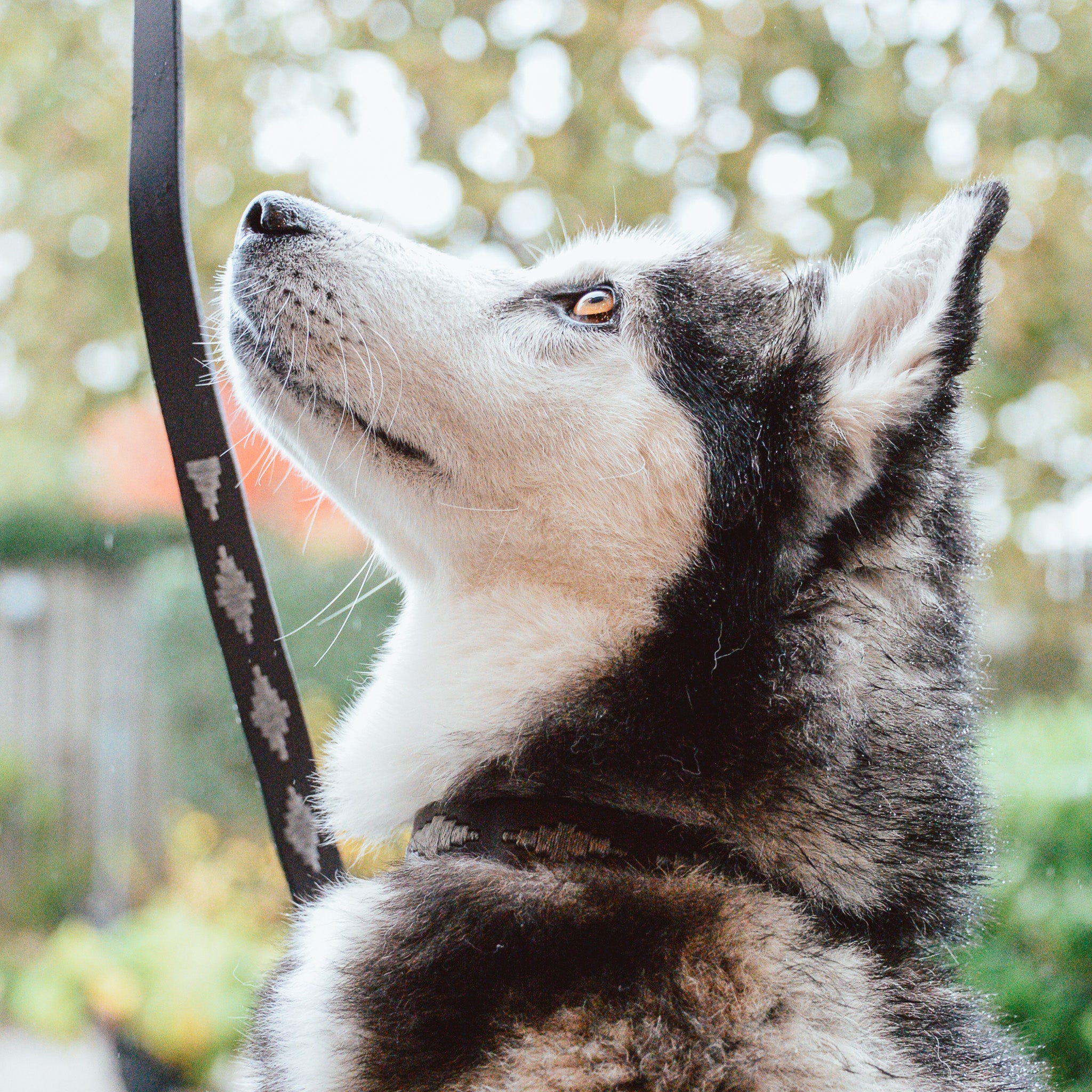 Huskey wearing the Pampeano X NASH dog collar & lead.