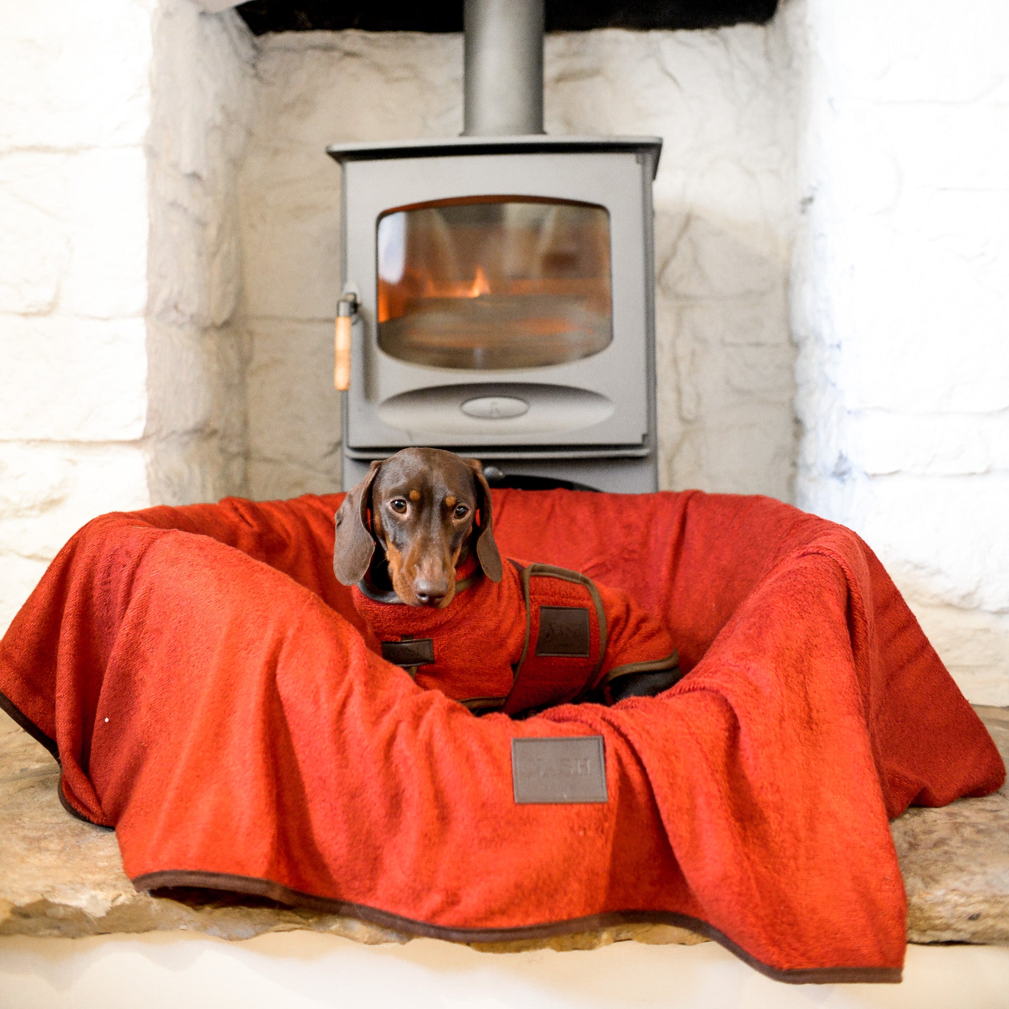 Dachshund wearing a NASH bamboo dog drying coat in red, resting in its bed. The bed has been lined with the matching NASH dog bamboo throw.