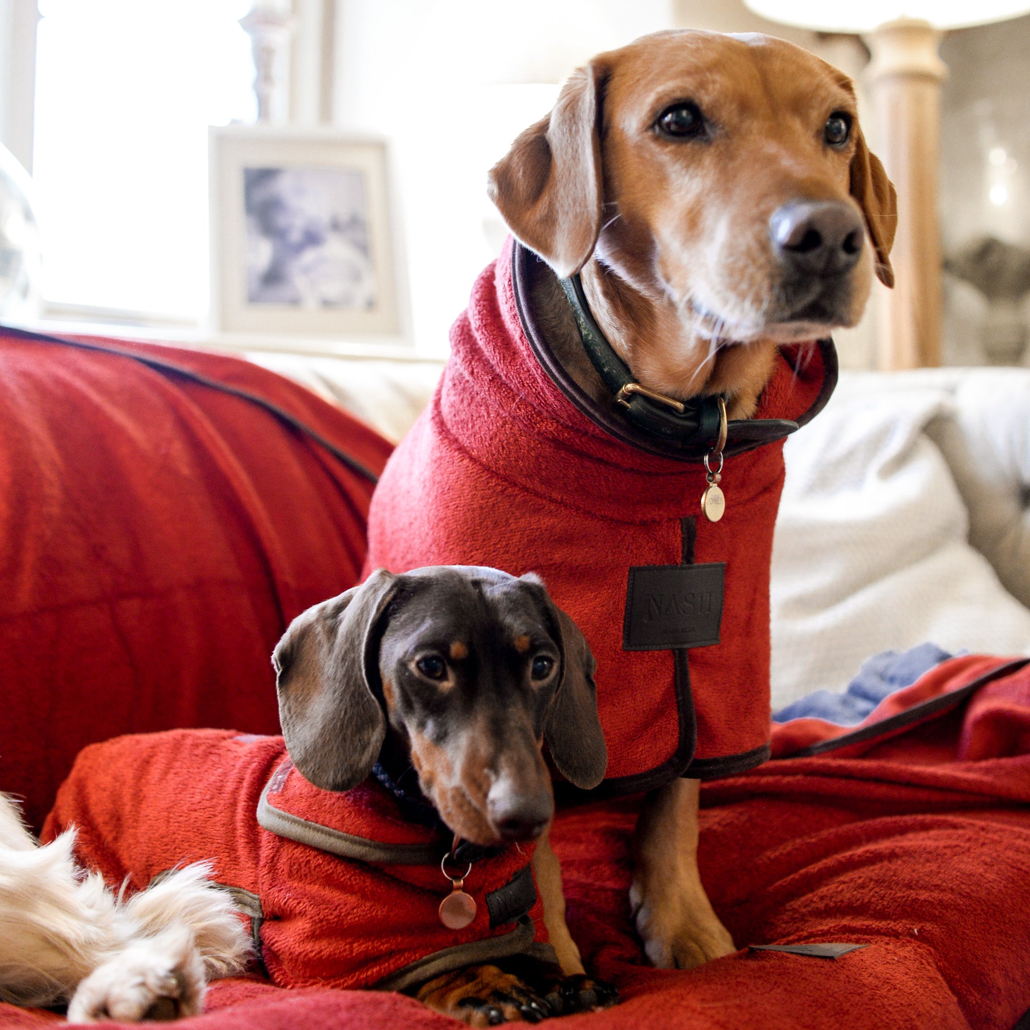 A Labrador & Daschund wearing matching red NASH dog drying coats, relaxing on a sofa with a red NASH dog throw.