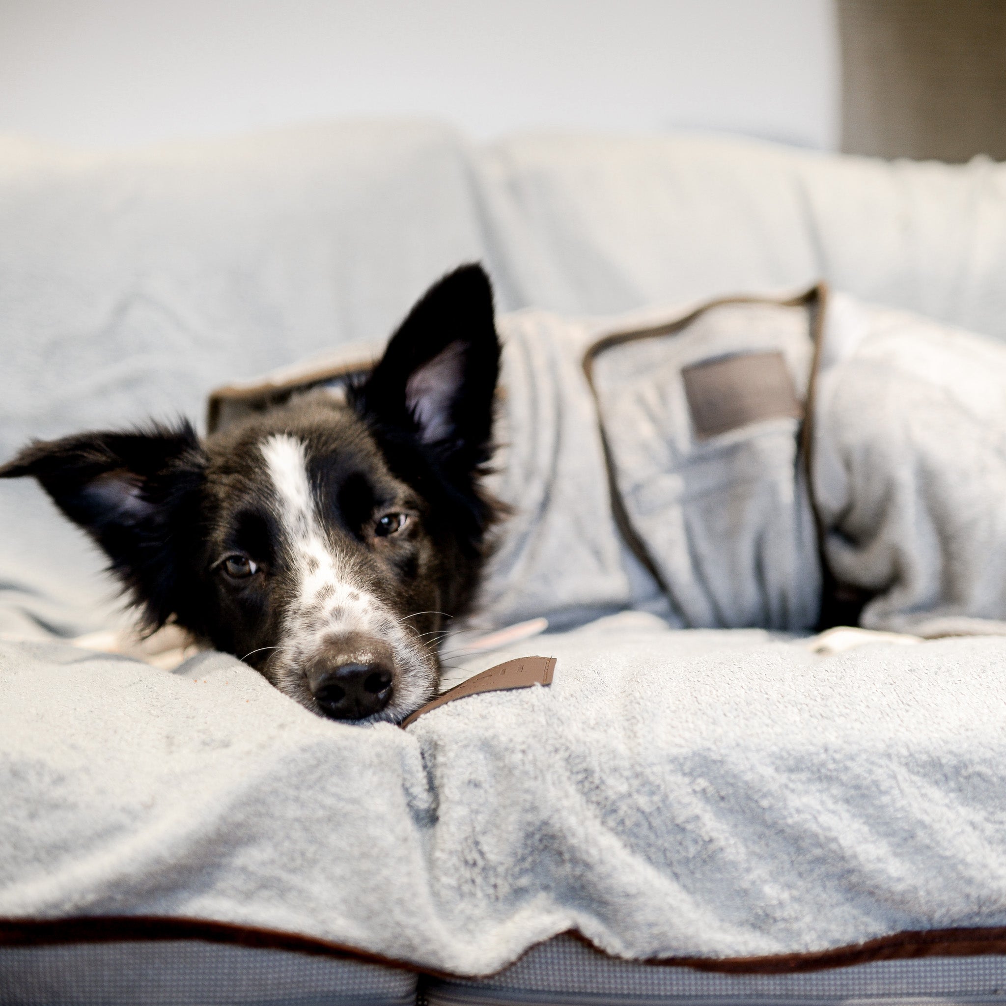 Black & white Collie puppy relaxing on top of a NASH dog blanket in grey, wearing the matching NASH dog coat.