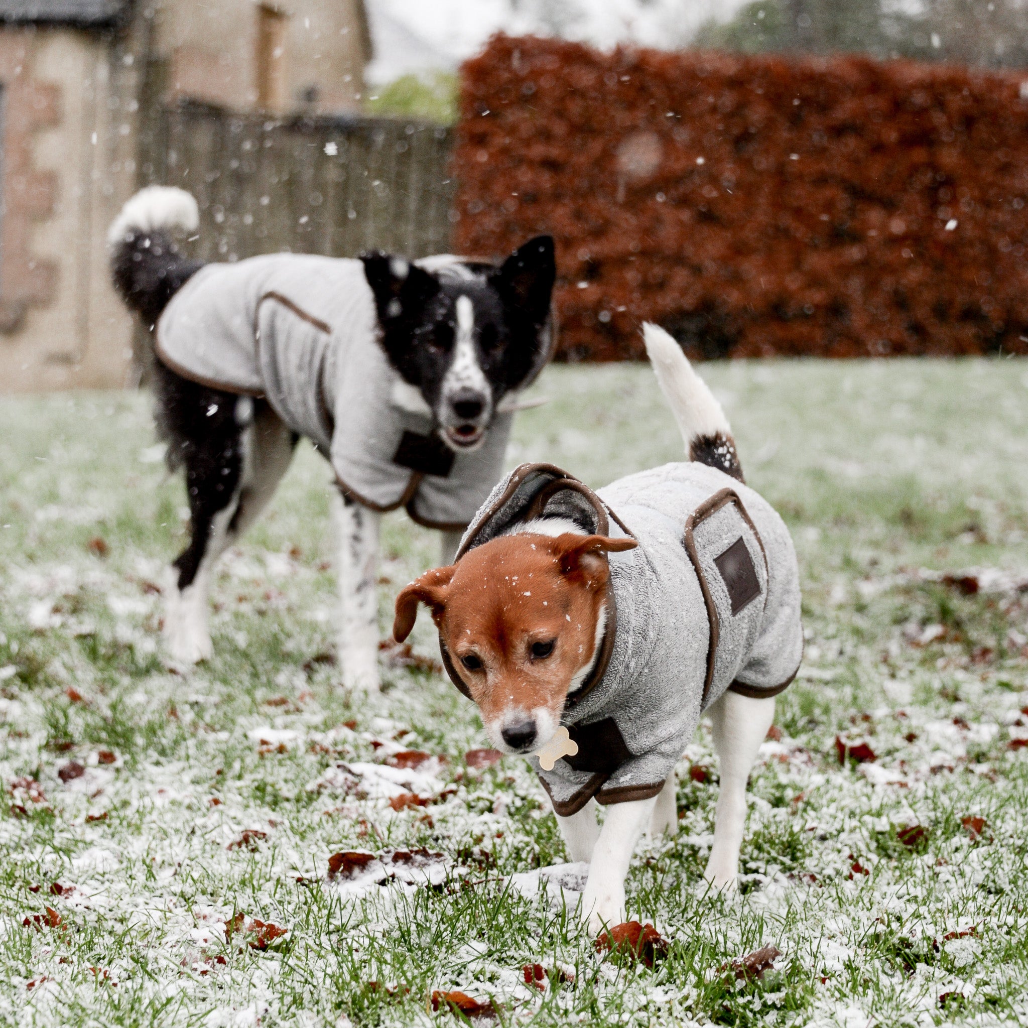 Two dogs playing in the snow, staying warm in the NASH bamboo dog drying coat in grey.