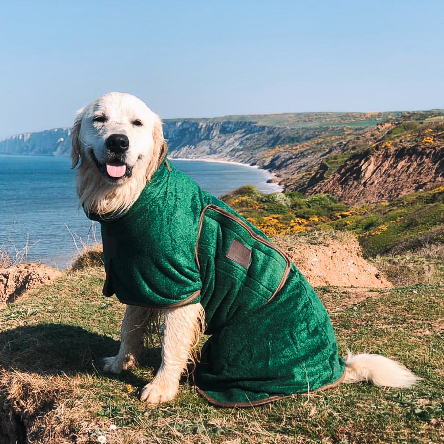 Smiling Labrador sitting atop a hilly coastline, staying warm in a forest green NASH bamboo drying coat.