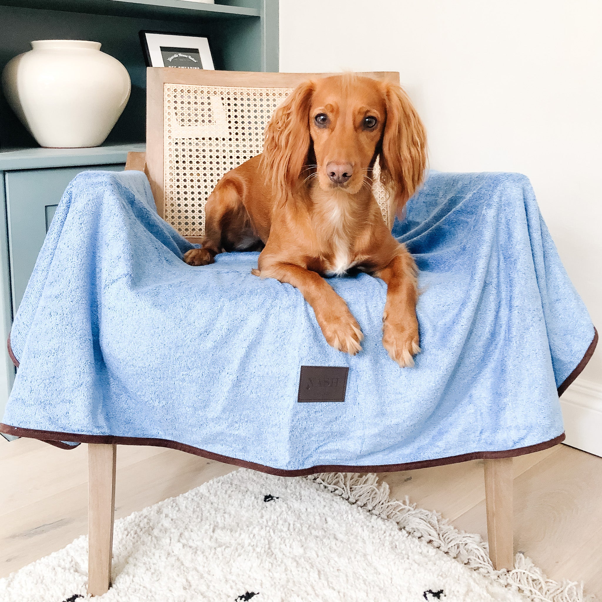 Ginger Cocker Spaniel resting on a chair lined with a NASH bamboo dog throw in Cambridge blue.