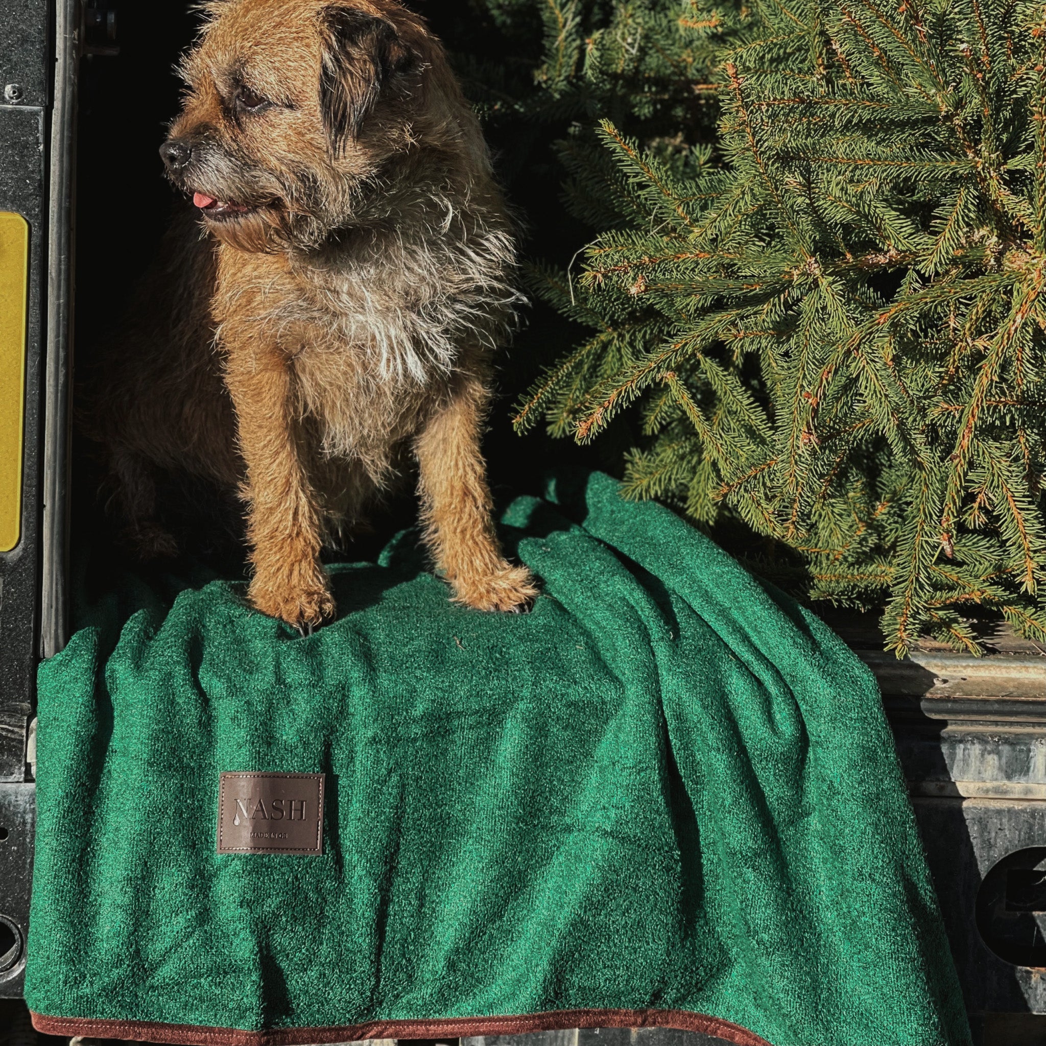 Small dog sat in the boot of a car, on top of the NASH bamboo dog throw in forest green. 