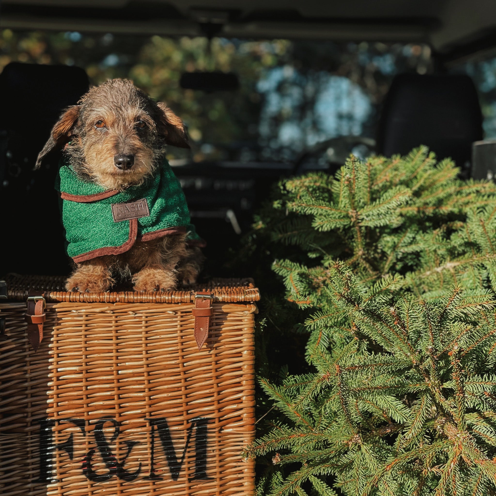 Barak Hound puppy sat in the boot of a car, wearing the NASH bamboo dog drying coat in forest green.
