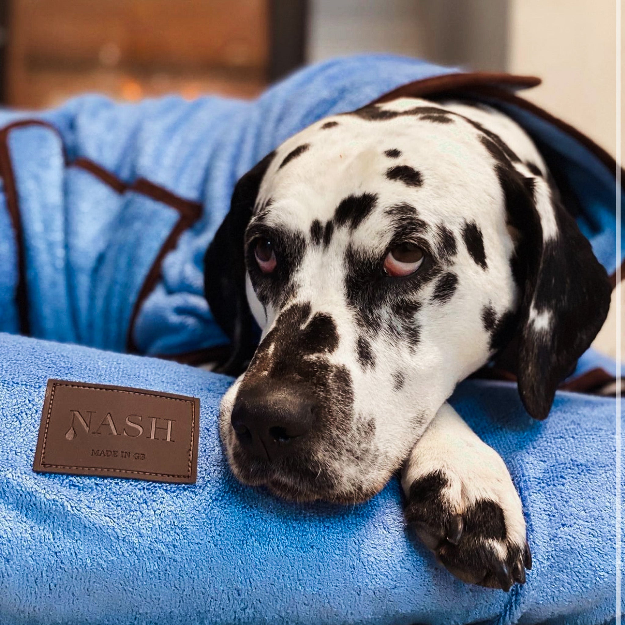 Dalmatian resting on a Cambridge blue NASH bamboo dog throw, also wearing the matching NASH dog drying coat.